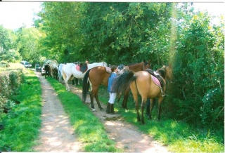 Caballos y caballeros 